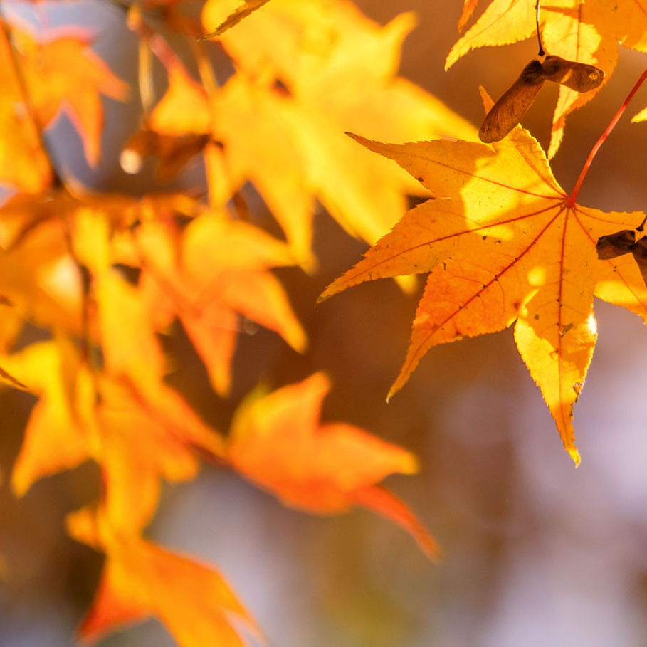 orange leaves