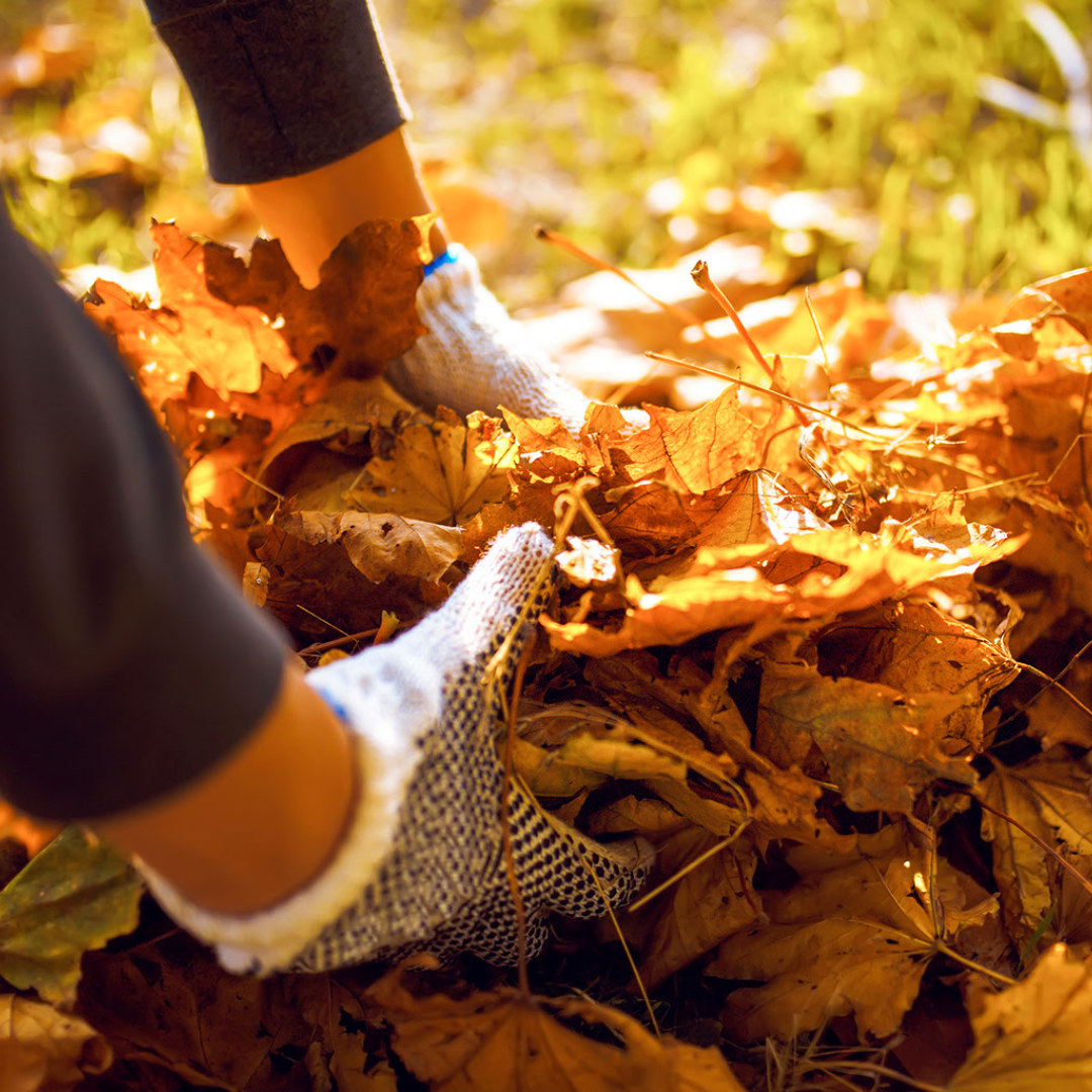 picking up leaves from strata property